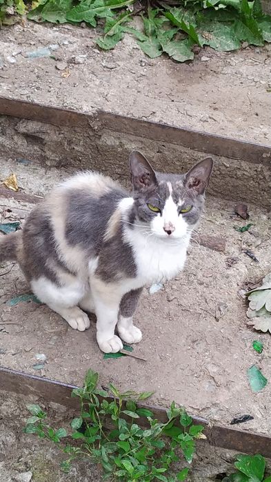 Котята потомки породы Сфинкс