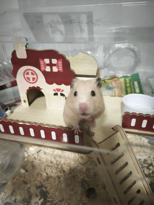 хомяк сибирский.