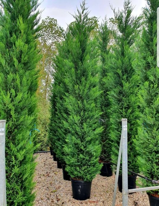 Tuia leylandii uriași la înălțimea de 2m-4m/ calitate extra