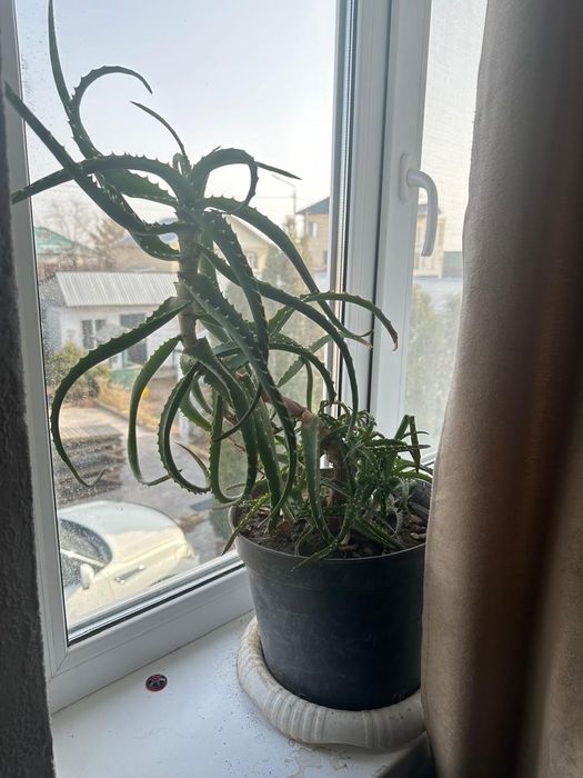 Алоэ столетник растение