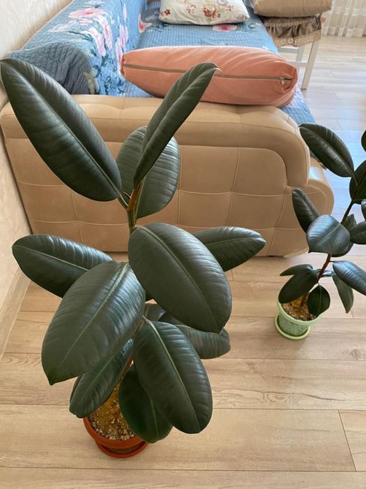 Продаются фикусы