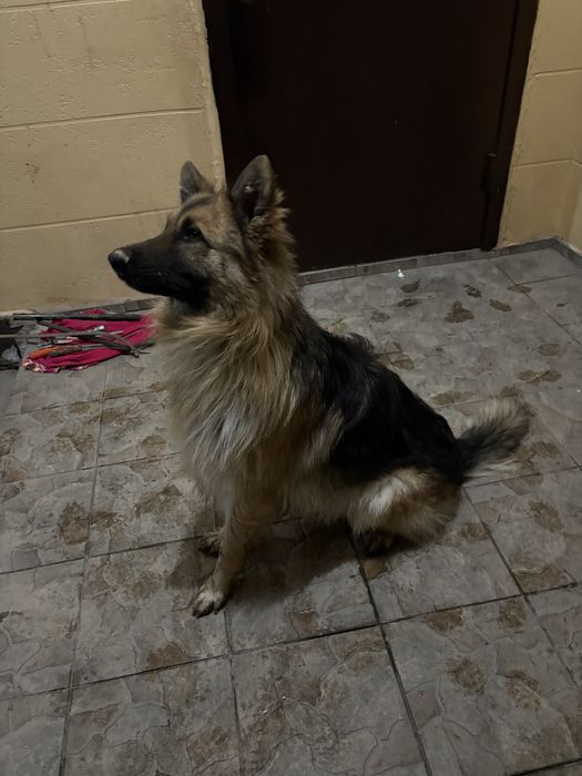 Немецская овчарка