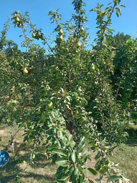 Pere 100% bio, romanesti, de vara, soi Duset alb, nestropite