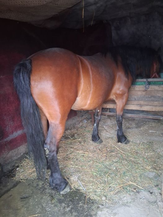 Iapă de vânzare foarte cuminte
