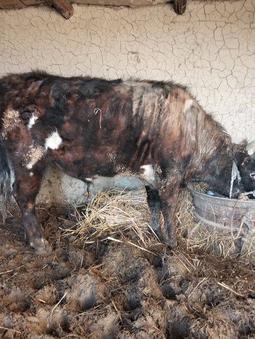 Огиздер Бука лар сатылады