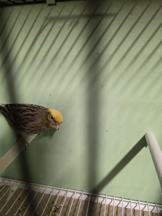 Canari de vanzare