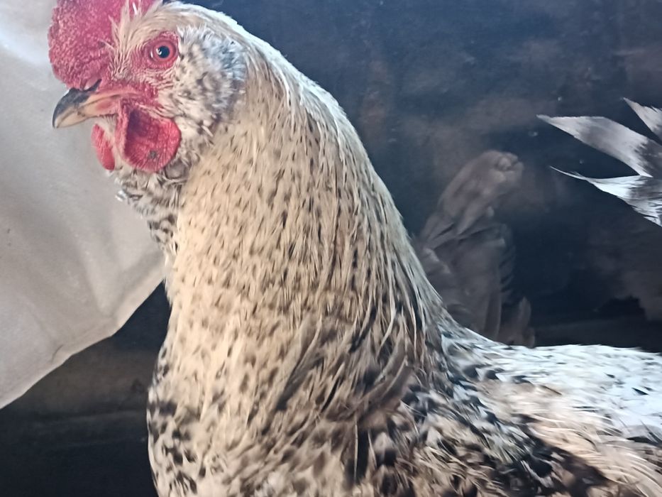 Петух смесь брамы с брауном