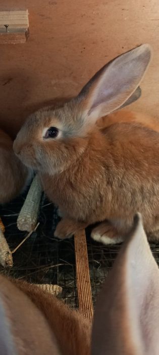 Iepuri urias german galben