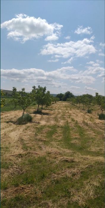 Teren cu livadă de nuci