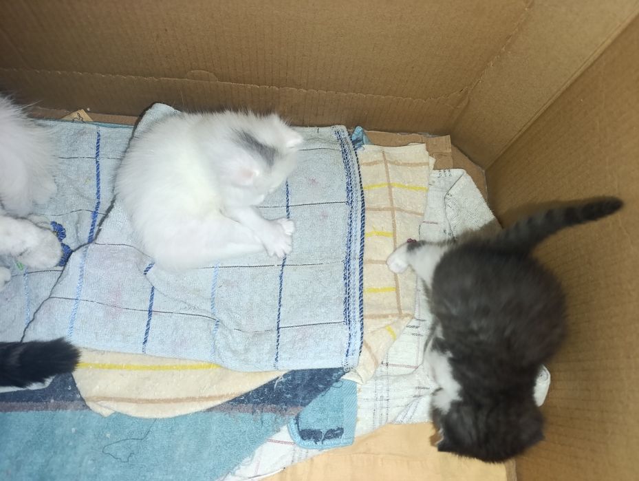 продам котят веслоухие