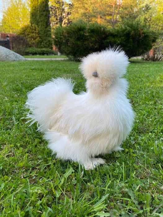 Американский шолк тухум жужалар бор сотилади манзил шахрихон