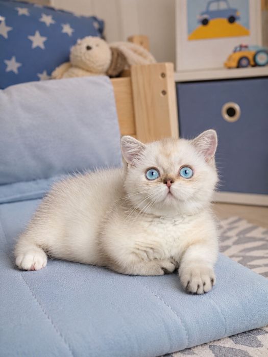 Коротколапый мальчик