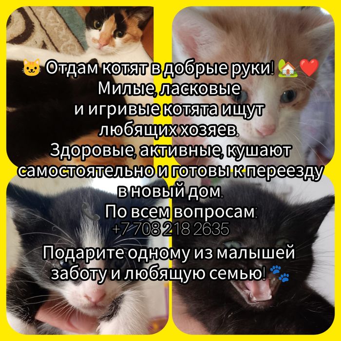 Отдам котят в добрые руки
