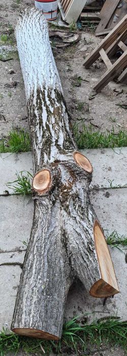 Vând trunchi de copac-nuc