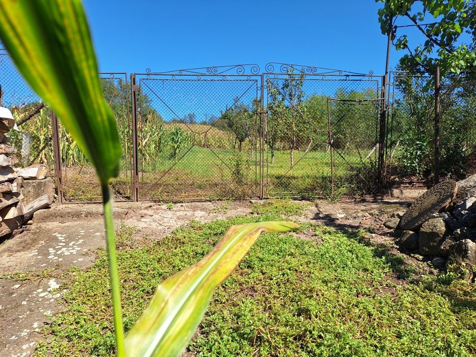 Vand porumb știuleți an 2025 cu paie cu tot