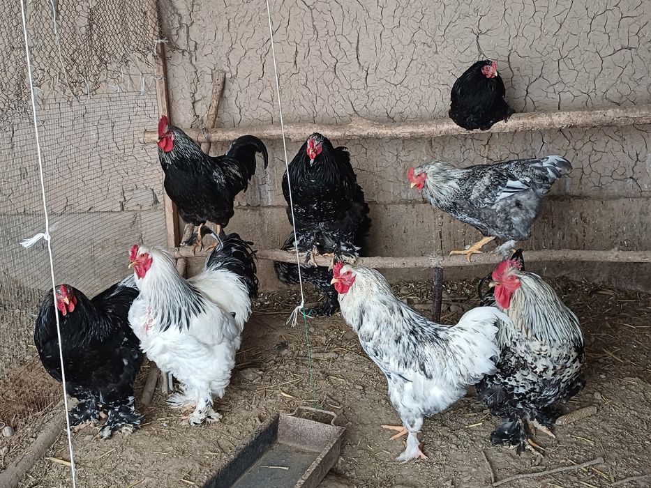 Светли.мрамр.гибрит.простой хурозлар сотилади.