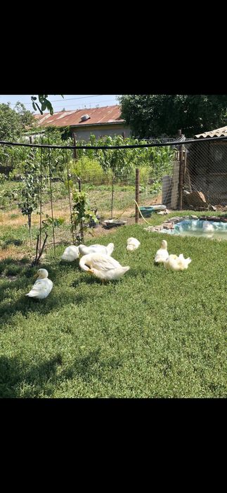 Vand Rate Pekin (carne si oua )