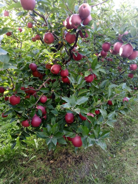 В наличии Американка