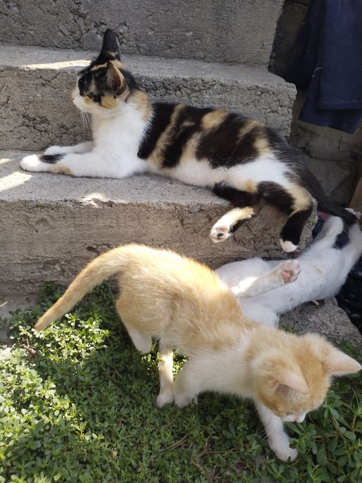 Отдам даром кошечку