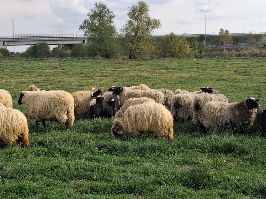 Vand oi romanov si turcane cu tigai