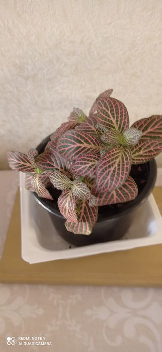 Цветы комнатные красивые.