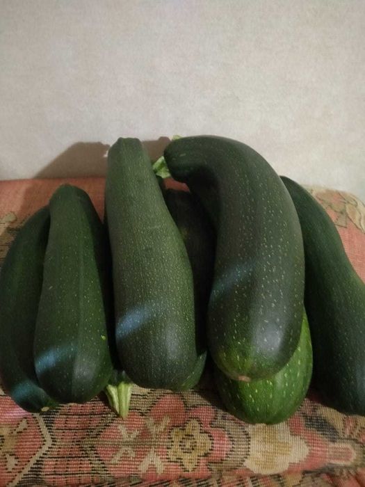 Продам огурцы, кабачки, чеснок, дачные