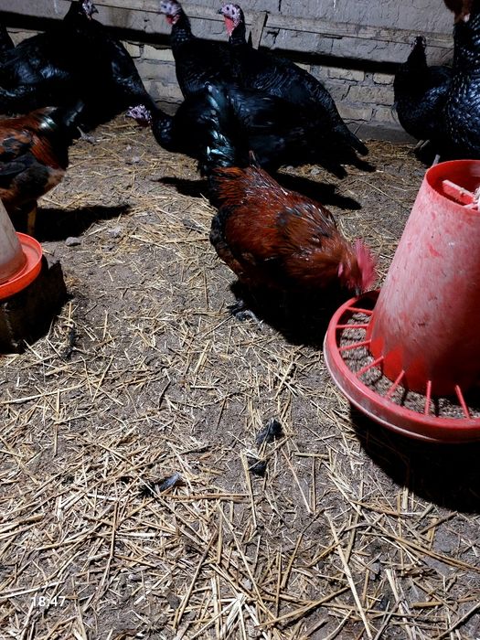 Хoʻrozlar sotiladi.