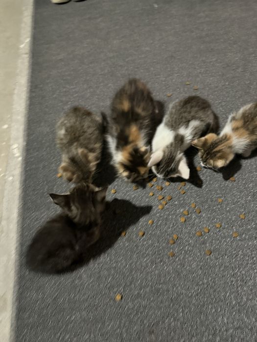 Отдам котят в хорошие руки