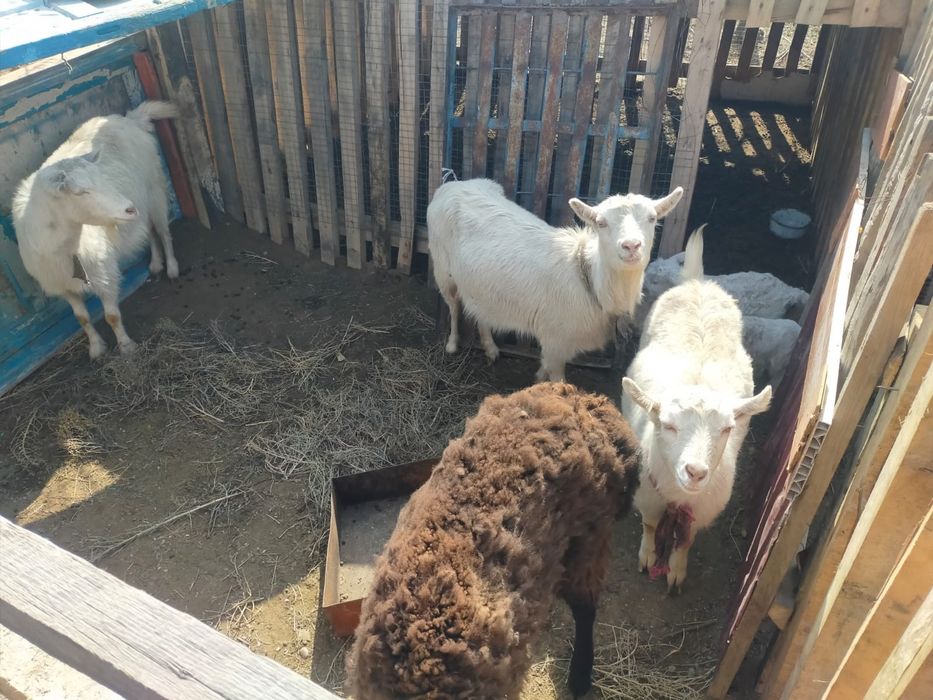 Орыс ешкылер 2 ешкы егыз лактарымен