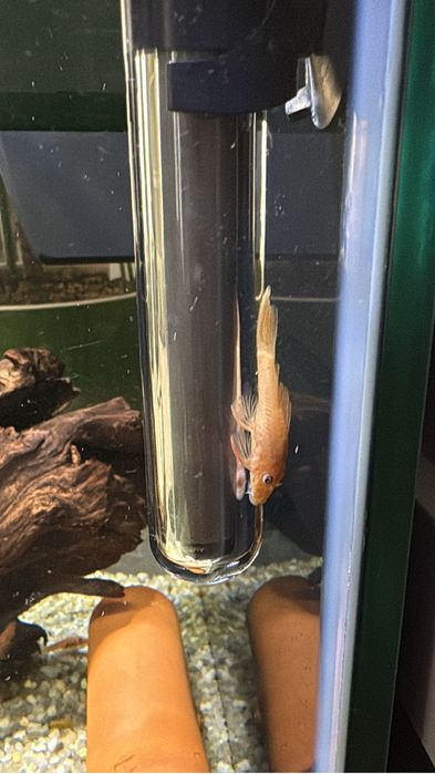 анциструс супер ред