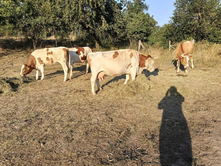 Vaci de vanzare