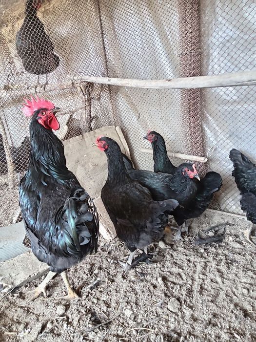 Кора шахзода тоза зотли товуклар тухумига заказ оламиз