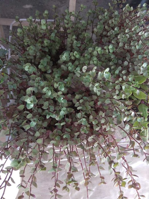 Традесканция мелколистная Каллизия.