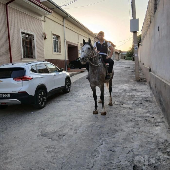 Qora bayir ot sotiladi