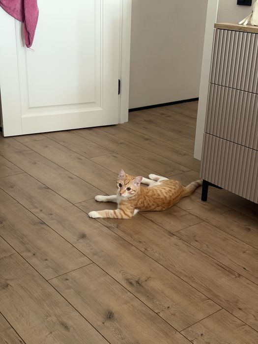 Отдам кота в хорошие руки