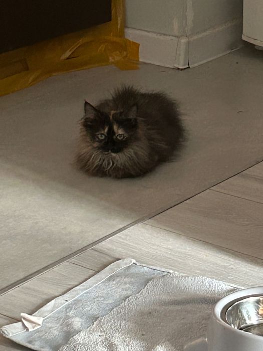 Котенок в добрые руки