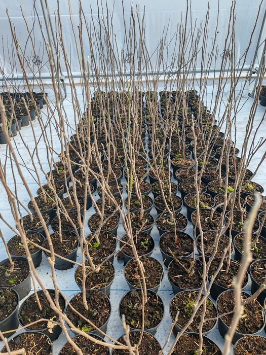 Японски клен Atropurpureum (Acer palmatum); Magnolia Susan