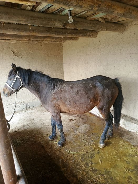 Буғоз бия сотилади