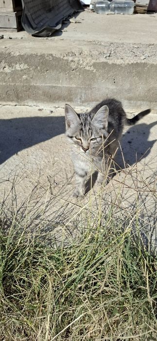 Котёнок ищет дом