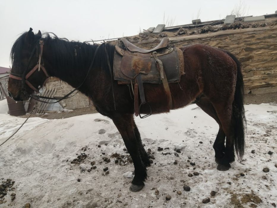 Айғыр жорға 4ж. Инаходец 4г