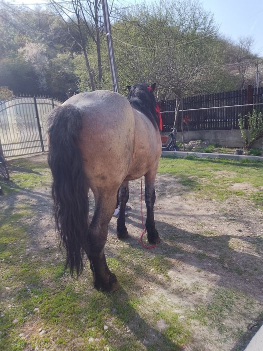 Vând mânz de 2ani și 5 luni sau schimb cu iapă la garanție !