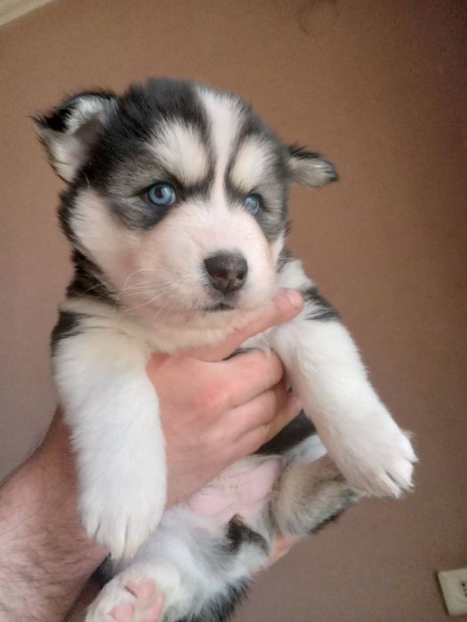 Продаю щенков ХАСКИ!