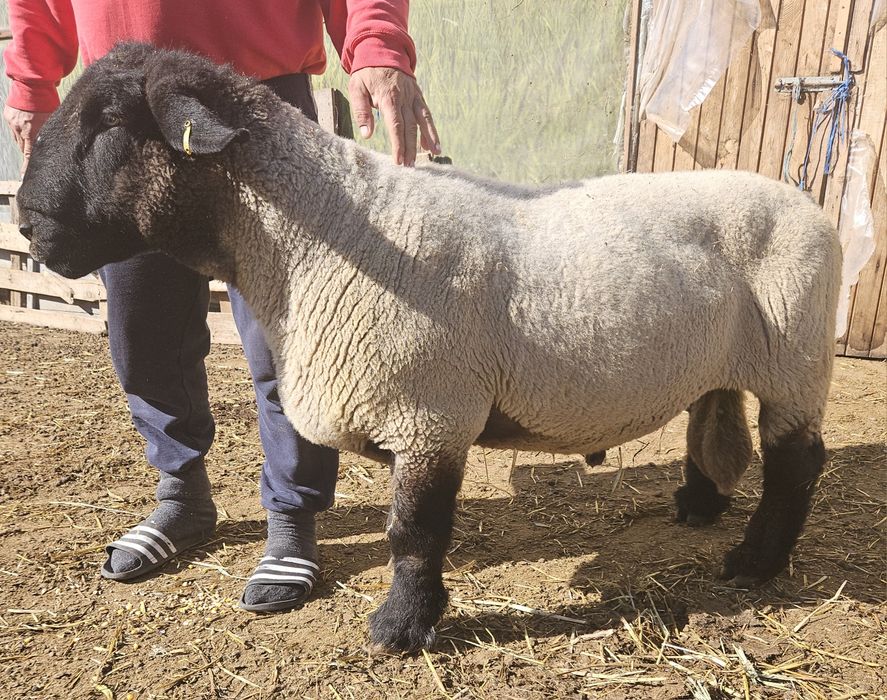 Suffolk berbecuți și mieluțe