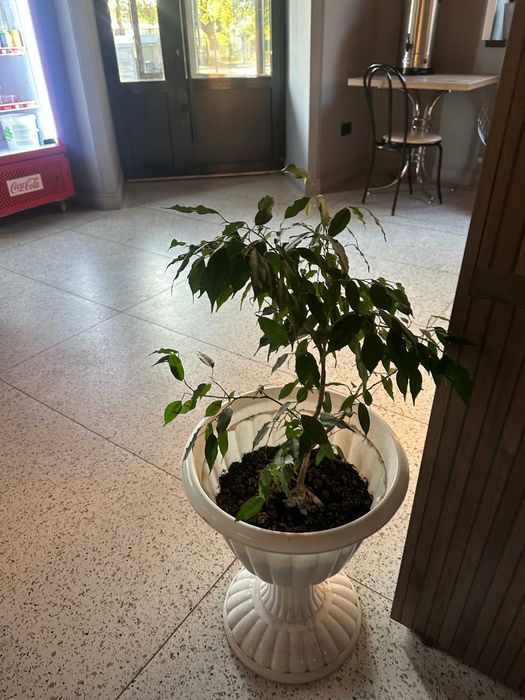 Продам цветы  комнатные