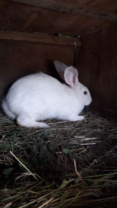 Продам  кроликов местной породы