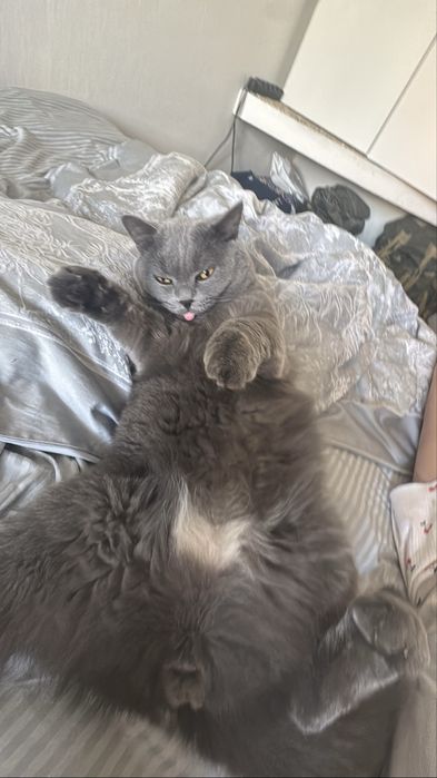 Продадим кота Британца