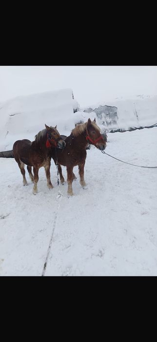 Vand cai sanatosi, bine ingrijiti, potriviti pentru munca sau agrement. Blanzi si usor de manevrat .Pret negociabil Detalii la telefon.