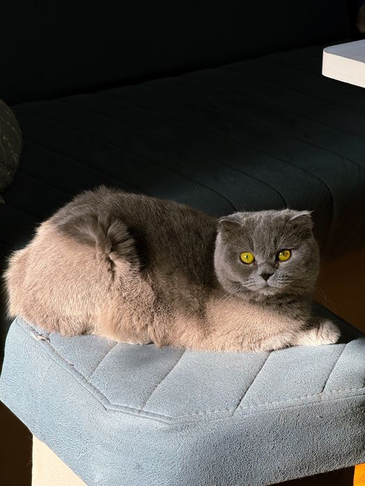 Продаются котята скотиш фолд и скотиш страйт