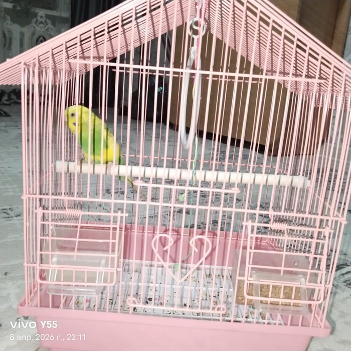 Срочно продам попугай