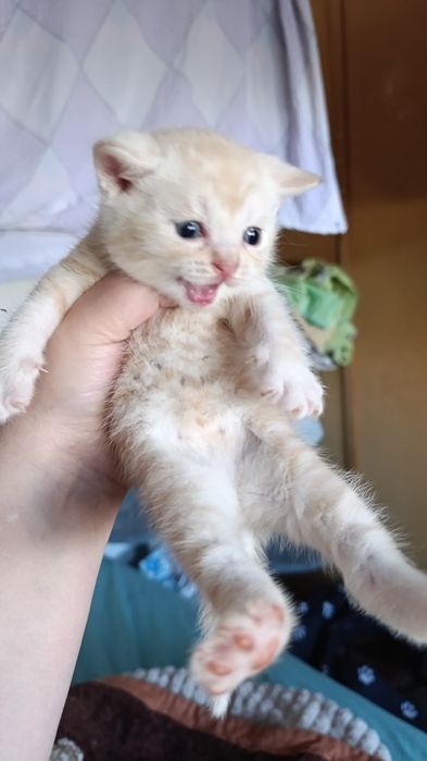 Котята Шотландские